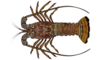 Spiny lobster