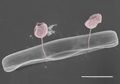 Image 4Pennate diatom from an Arctic meltpond, infected with two chytrid-like [zoo-]sporangium fungal pathogens (in false-colour red). Scale bar = 10 μm. (from Marine fungi)