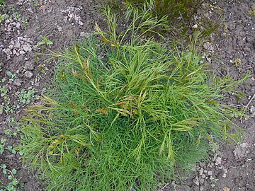 Peucedanum officinale расковник (Војводина)