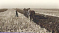 Bessarabia German peasant with the plow on the field in 1940