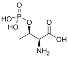 O-Phospho-L-thréonine