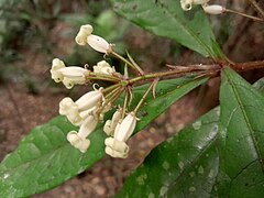 Hairy peduncle