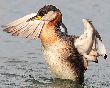 Red-necked grebe, by Mdf