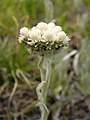 Antennaria alpina