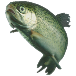 A trout