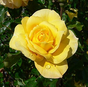 une rose jaune d’or