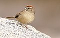 Rufous-crowned Sparrow - Placer County, California