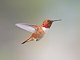 Male rufous hummingbird