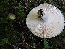 Die Unterseite eines auf dem Waldboden liegenden Pilzhutes, weißen radialen Linien um den zentralen weißen Stiel; die Linien sind dicht gepackt, mit wenig Zwischenraum dazwischen