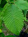 U. thomasii leaves, Sir Harold Hillier Gardens, England