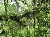that Spanish moss lowers their growth rate and increases wind resistance?