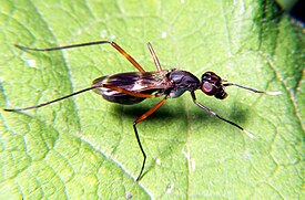 Ходуленожка Taeniaptera trivittata (Micropezidae)