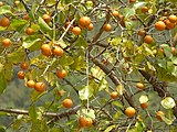 Feuilles et fruits