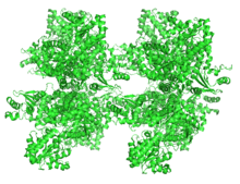 Ribbon diagram of sucrose synthase-1 3S27.