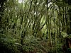 Dense temperate forest with ferns