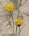 Thelesperma megapotamicum