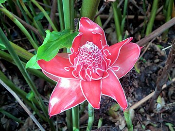 Etlingera elatior grows in the Botanical Garden