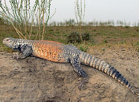 Панцирный шипохвост (Saara loricata)