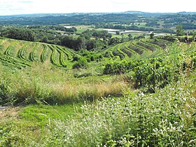 Image illustrative de l’article Corrèze (AOC)