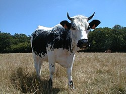 Une vache de la race vosgienne