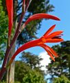 Watsonia fulgens