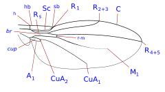 Description de l'image Xenasteiidae wing veins-1.svg.