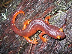 Ensatina eschscholtzii xanthoptica