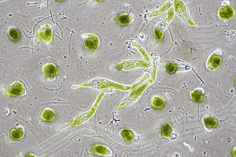 Chlorella vulgaris, a common green microalgae, in endosymbiosis with a ciliate[152]