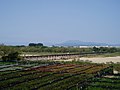 左岸から上津屋橋を望む。木津川の河川敷に広がる茶畑からの遠景。