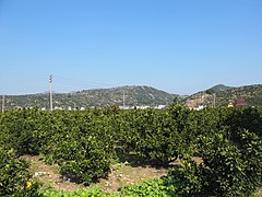 Tangerine orchard in Yanggen Village.