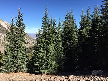 Grove of subsp. grandicona in the Carson Range of Nevada