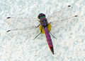 Trithemis annulata