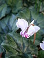 A late Cyclamen hederifolium