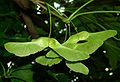 Fruit (samara): note the flat seed capsule and the angle of the "wings"