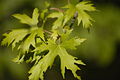 Foliage:Silver Maple (Acer saccharinum)