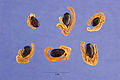 Seeds