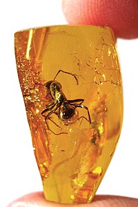 Ant trapped in Baltic amber, by Baltic-amber-beetle (edited by AmericanXplorer13)
