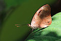 Underside C. antinoe Cristalino River, Southern Amazon, Brazil