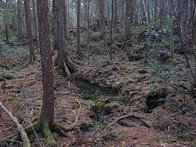 Image illustrative de l’article Aokigahara