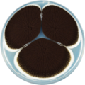 Aspergillus saccharolyticus growing on CYA plate