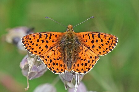 Balkan fritillary, upper side of wings, by Charlesjsharp