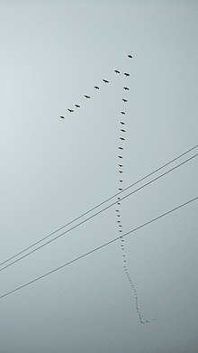 Birds V formation photo by Inu Etc