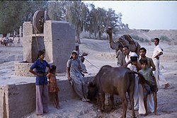 Birkali village water well, 1977