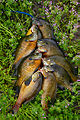 stringer of bluegills