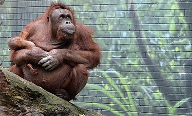 Bornean Orangutan (Pongo pygmaeus)