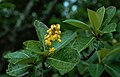 Inflorescence de Byrsonima crassifolia