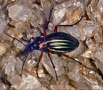 Carabus auronitens auronitens. Female