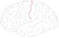 החריץ המרכזי בקליפת המוח – Central sulcus