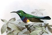 illustration of sunbird with green upperparts, white underparts, and multicolored breast
