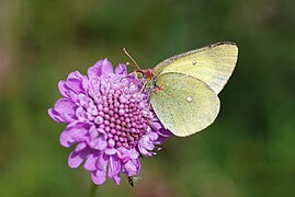 ミヤマモンキチョウ Colias palaeno （モンキチョウ属）